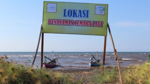 Casuarina rehabilitation site