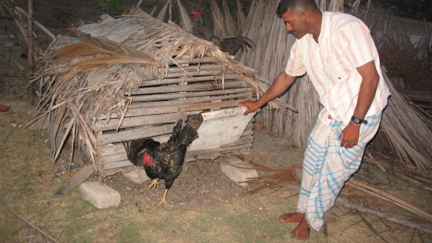 Micro finance scheme recipient - back yard chicken rearing 