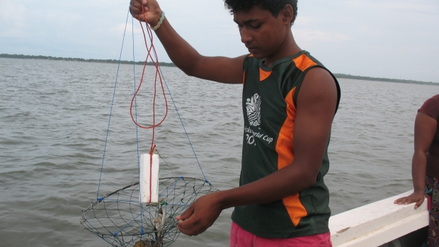 Traditional Mud crab fishing trap