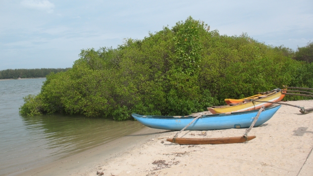 Assessment of Pb content in Avicennia marina in Mattakali, Batticaloa