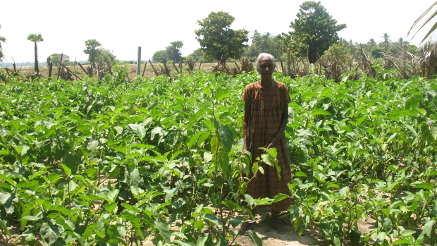 home gardening in Batticaloa 