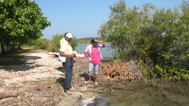 Studying Carbon sequestration in mangroves 