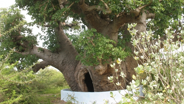Protection to baobab trees in Mannar