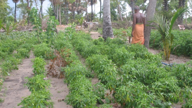 Home garden in Batticaloa