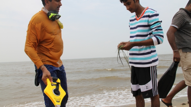 Studying distribution of seagrass 