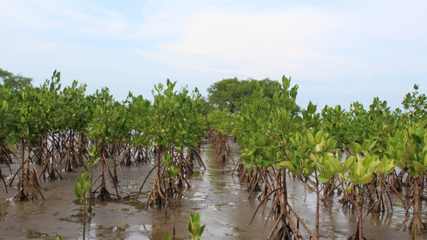Mangrove seedlings take root, Probolinggo, Indonesia