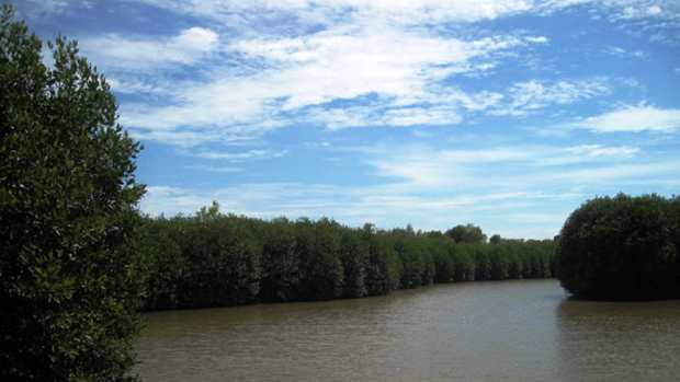 Integrated mangrove-shrimp farming plays a key role in sustainable aquaculture in Viet Nam