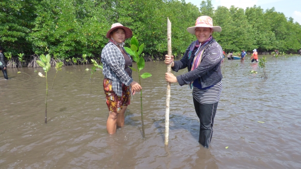 Women planting mangroves