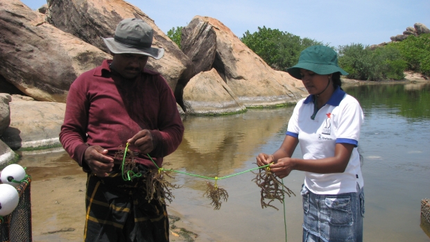 Sea weed farming