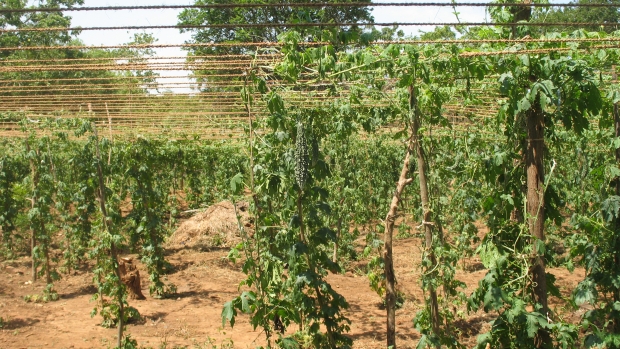 Bittergourd home garden 