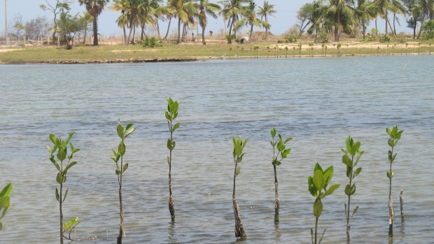 Rmucronata Batticaloa