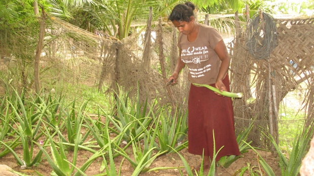 Harvesting aloe vera