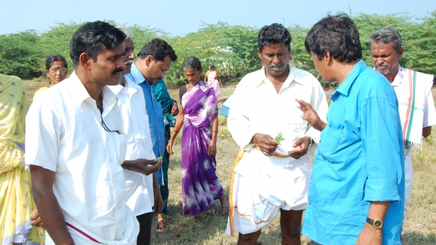 Assessing mangroves