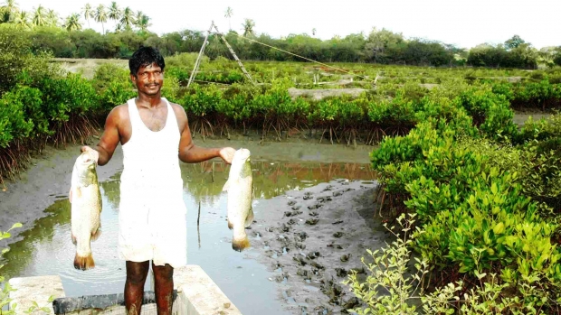 Sea bass harvested from IMFFS farm