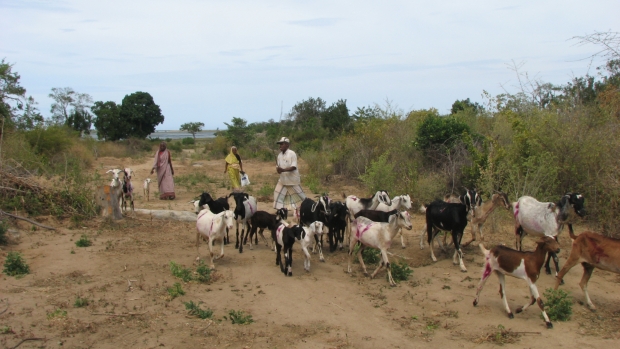 Goat farming and community 