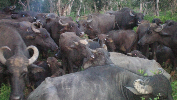 Buffaloes managed by widows 