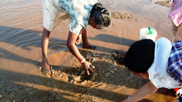 Locals collecting Papia malabarica