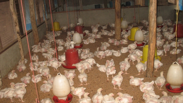 Poultry farm Arugambay