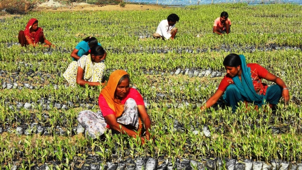 Women and Youth working at Arambda nursery