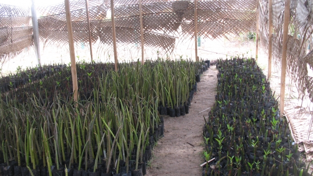 Mangrove nursery Pottuvil