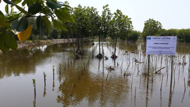 Snapshot of the Pantai Lestari mangrove polyculture project site