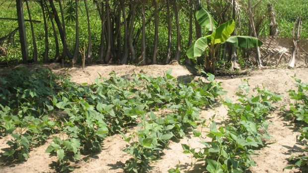 Home garden in  Pottuvil