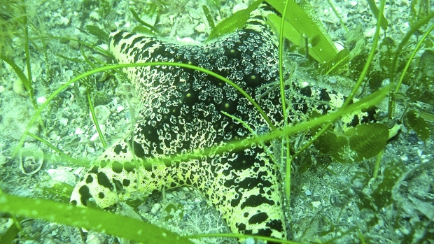 Biodiversity in the seagrass beds of the Gulf of Mannar and Palk Bay