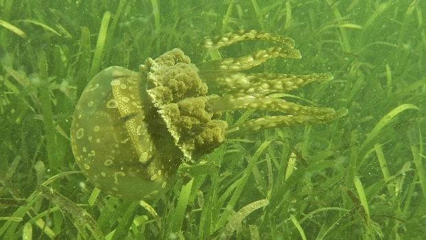 Biodiversity in the seagrass beds of the Gulf of Mannar and Palk Bay