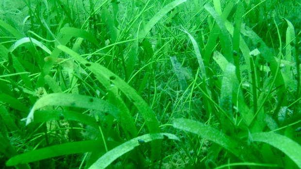 Seagrass beds in the Gulf of Mannar, Tamil Nadu, India