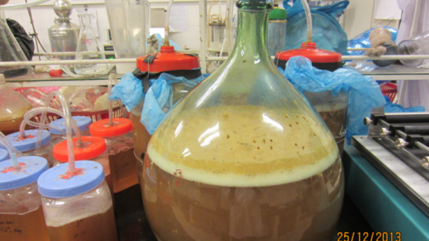 Fermented beverage produced from Sonneratia caseolaris fruit 