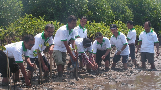 Planting Mangrove by All Stakeholders