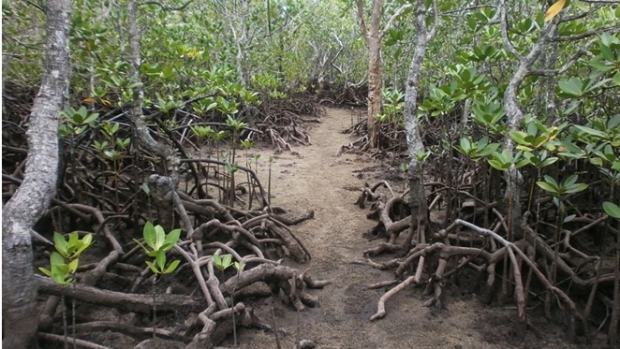 The proposed route for the Port Launay mangrove boardwalk in Mahe, Seychelles