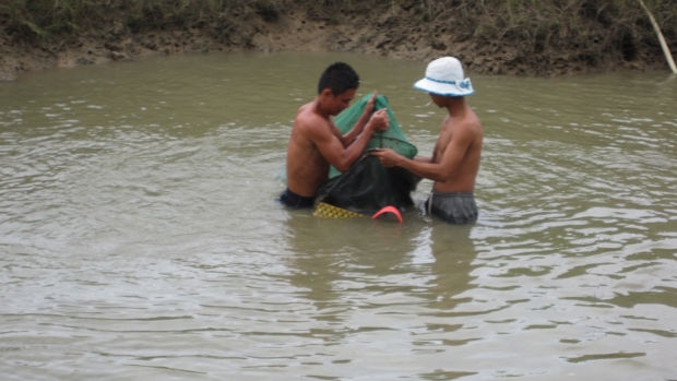 Shrimp harvesting at Duyen Hai District 