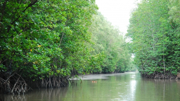 Mangroves in Mui Ca Mau National Park