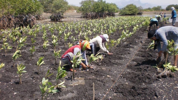 About 25,000 mangrove seedlings planted by coastal community group in Peleyan, Situbondo, East Java 