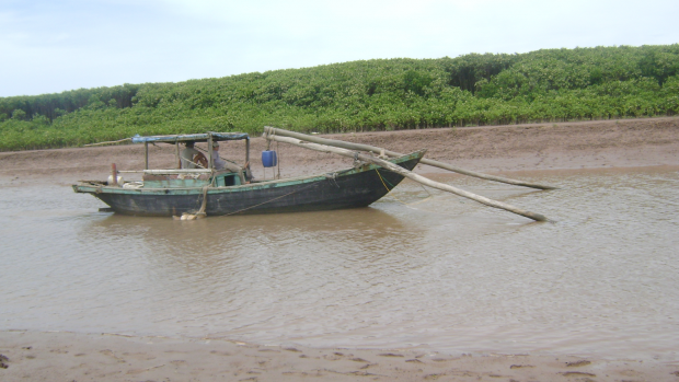 Mangroves in Dai Hop, Hai Phong