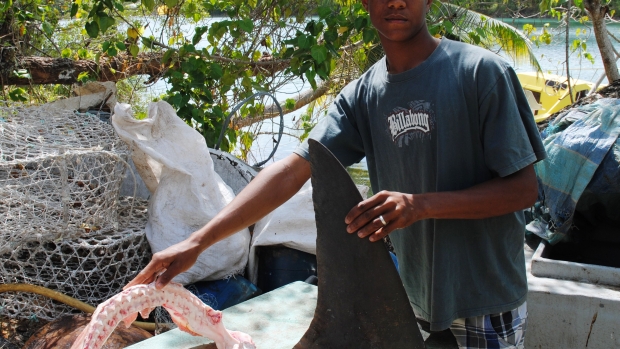 Telling the shark species without the body 