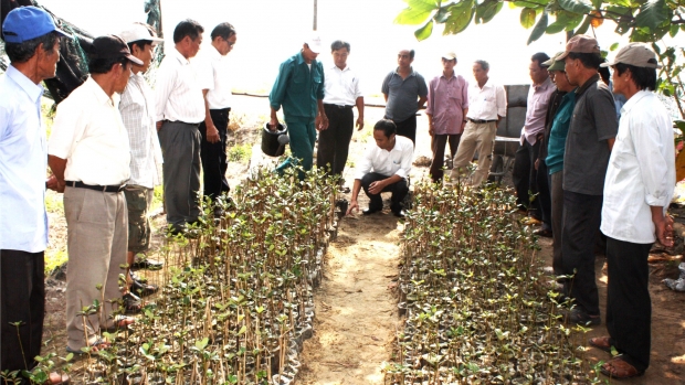 Mangroves Planting