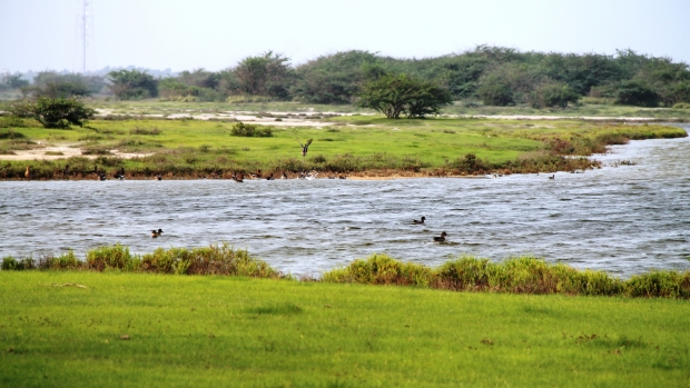A view of vegetation types in the Vankalai sanctuary, Ramsar site, Sri Lanka.
