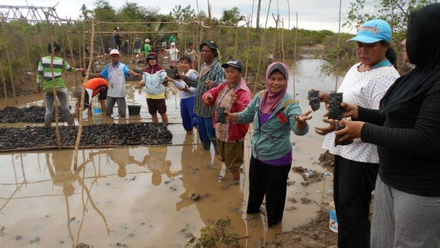 Mootilango village women groups in a mangrove planting activity (WIRE-G)