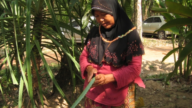 Peeling Pandanus leaf for processing 