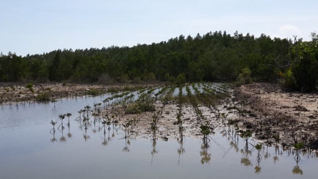 An example of a mud crab rearing pond in Bulili village, Pohuwato, Gorontalo province