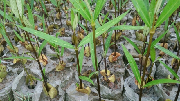 Mangroves