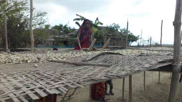 Fish drying 