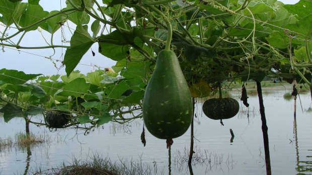 Integrated agriculture, duck rearing and aquaculture is a popular adaptive practice in Shyamnagar