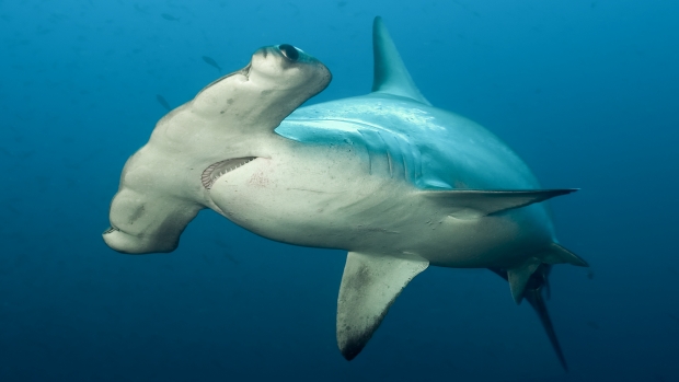 The Scalloped Hammerhead shark (Sphyrna Iewini) is an important part of the artisanal shark fishery in Seychelles.