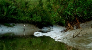 One of the beautiful canals of the Bangladesh Sundarbans