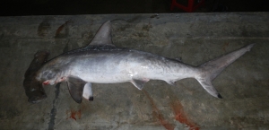 An adult female scalloped hammerhead shark shown as by-catch 