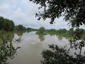 Mangroves in Long Khanh Commune, Duyen Hai District, Tra Vinh Province, Vietnam