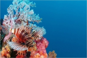 Lion fish next to a pristine reef in Seychelles, Seychelles 